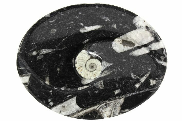 Oval Shaped Fossil Goniatite & Orthoceras Dish #73748